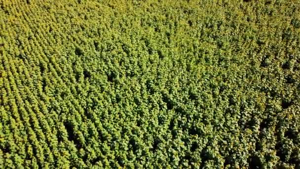 空中无人侦察机看到向日葵场上空飞行 农村农业景观 — 图库视频影像