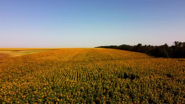 Drohnenaufnahme Eines Fluges Über Das Sonnenblumenfeld Ländliche Agrarlandschaft — Stockvideo