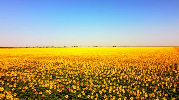 Vue Aérienne Drone Survolant Champ Tournesol Paysage Agricole Rural — Video