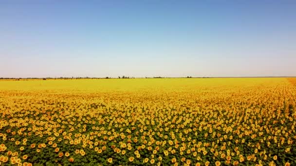 Vista Aérea Avión Tripulado Volando Sobre Campo Girasol Paisaje Rural — Vídeo de stock