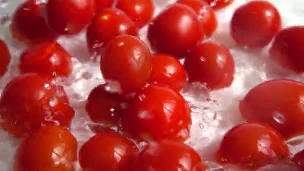 Caída Tomate Rojo Cereza Agua Lavando Tomates Sobre Fondo Blanco — Vídeo de stock