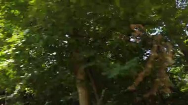 Arabanın camından ormanı vuruyor..