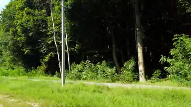 Skjuta Skogen Från Bilfönstret — Stockvideo