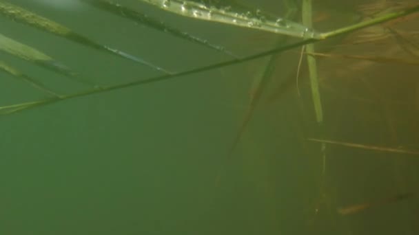 水中で撃つ 湖での撮影 リードの葉 — ストック動画