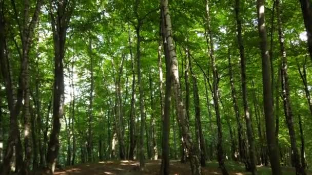 Wandeling Tussen Bomen Het Zomerwoud — Stockvideo