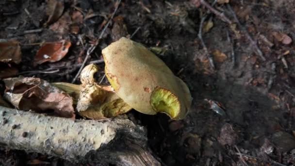 Cogumelo Comestível Xerocomus Encontrado Floresta — Vídeo de Stock