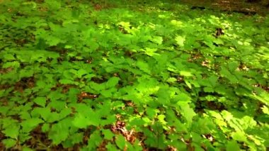 Meşe koruluğunda genç meşeler.