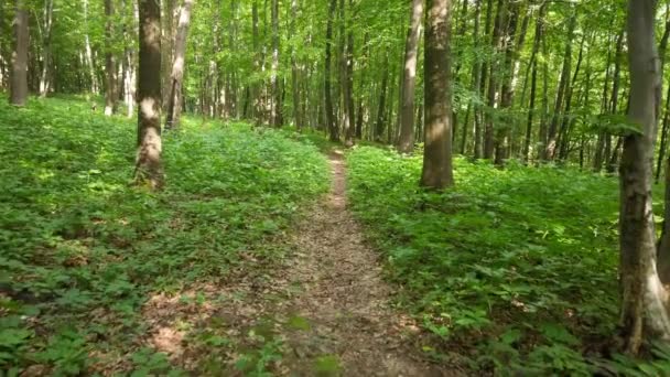 Περπατήστε Μέσα Από Άλσος Βελανιδιά Στο Δάσος — Αρχείο Βίντεο
