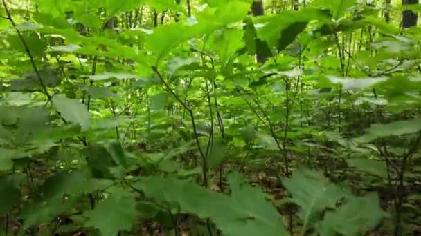 Jeunes Chênes Dans Une Chênaie — Video