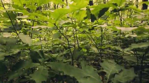 オークの林の中で若いオーク — ストック動画