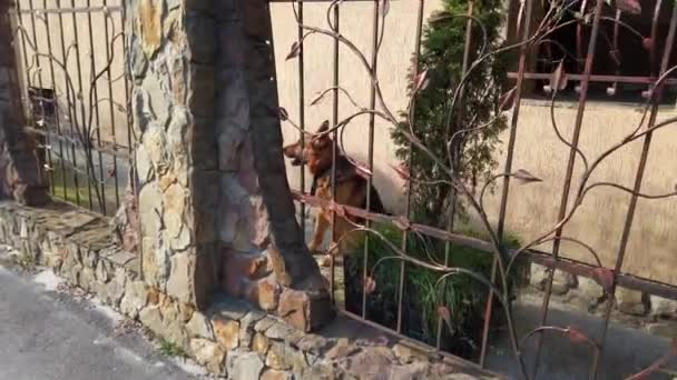 Skäller Tyska Shepherd Hunden Vaktar Huset — Stockvideo