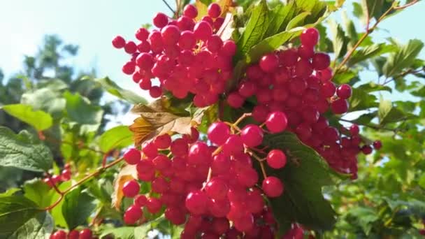 Viburnum Opulus Tiro Verão — Vídeo de Stock