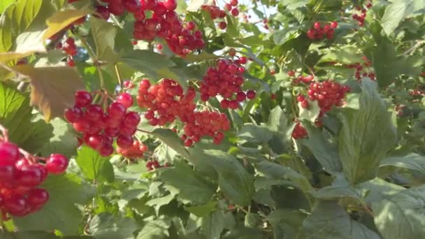 Viburnum Opulus Shooting Summer — Stok Video