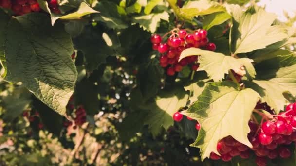 Viburnum Opulus Стрельба Летом — стоковое видео