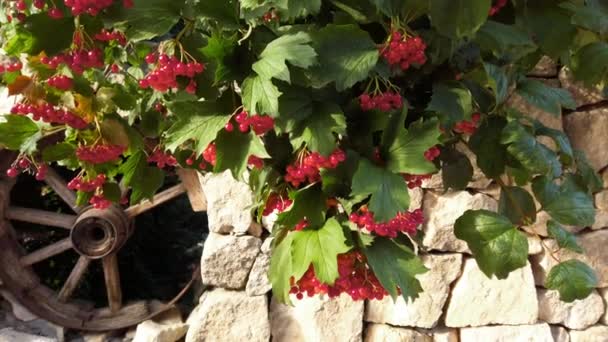 Viburnum Opulus Recinzione Pietra Vintage Riprese Estate — Video Stock