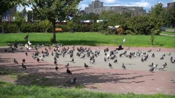城里公园小径上的野鸽 慢动作 — 图库视频影像