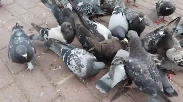 Pigeons Sauvages Sur Chemin Parc Dans Ville — Video