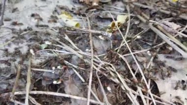 Ormandaki Ant Tepesi. Yakın çekim yapılıyor..