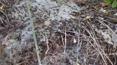 Ormandaki Ant Tepesi. Yakın çekim yapılıyor..