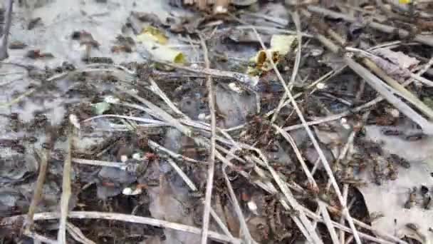 Fourmilière Dans Forêt Prise Vue Rapprochée — Video