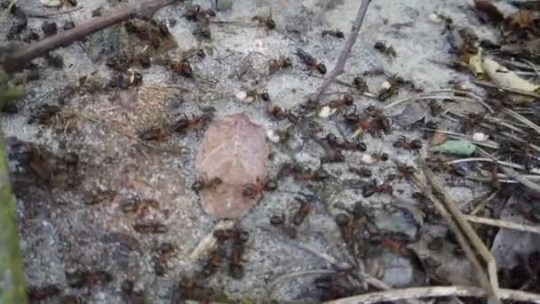 Ameisenhaufen Wald Nahaufnahme Vom Schießen — Stockvideo