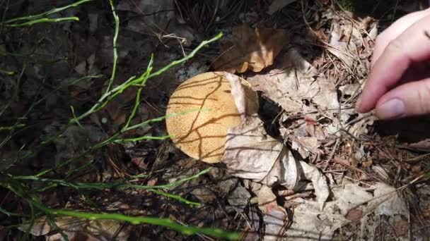 Apanhar Cogumelos Suillus Floresta — Vídeo de Stock