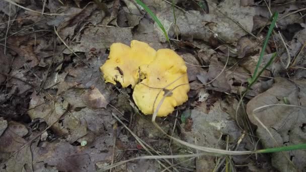 Plocka Svamp Skogen Cantharellus Cibarius — Stockvideo