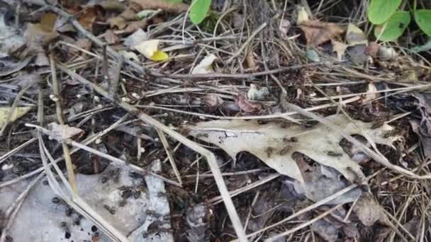 Ameisenhaufen Wald Nahaufnahme Vom Schießen — Stockvideo