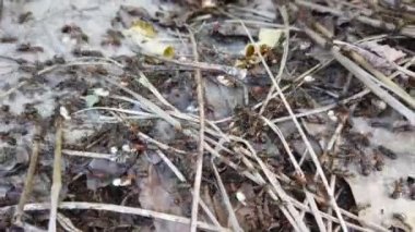 Ormandaki Ant Tepesi. Yakın çekim yapılıyor..