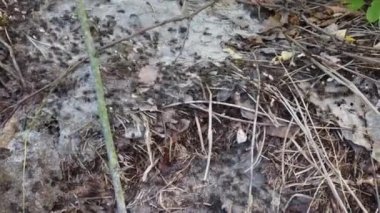 Ormandaki Ant Tepesi. Yakın çekim yapılıyor..