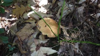 Ormanda Suillus mantarı topluyorum..