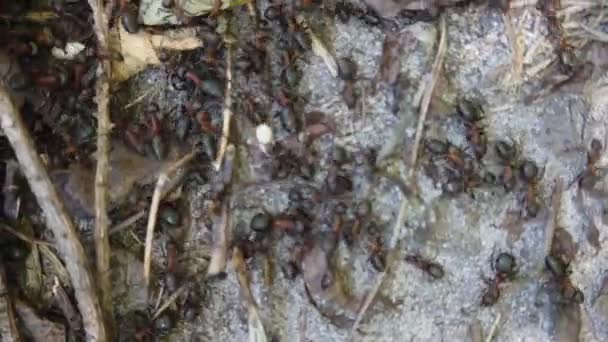 Ameisenhaufen Wald Nahaufnahme Vom Schießen — Stockvideo