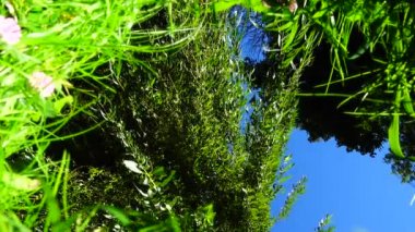 Gökyüzüne karşı bir ağacın yaprakları ve otları. Yansıma.