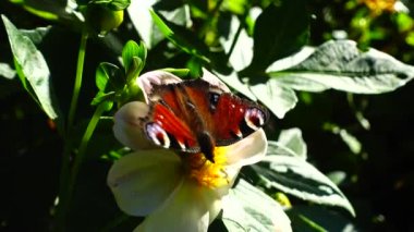 Bir çiçeğin üzerindeki kelebek. Yakın çekim yapılıyor..