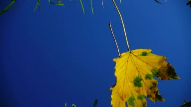 Sonbahar yaprakları mavi gökyüzüne doğru düşüyor. Ağır çekim. Yansıma.