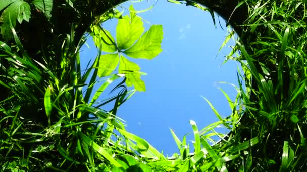 Hierba Hojas Árbol Contra Cielo Reflexión — Vídeos de Stock