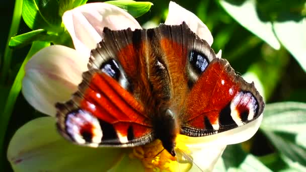 Vlinder Een Bloem Opnemen Van Close — Stockvideo