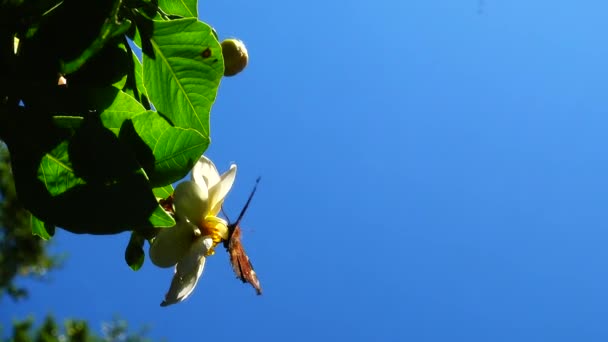 Schmetterling Auf Einer Blume Schießen Aus Nächster Nähe Reflexion — Stockvideo