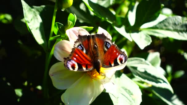 Schmetterling Auf Einer Blume Nahaufnahme Vom Schießen — Stockvideo