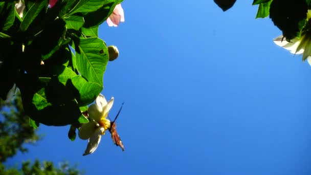 Schmetterling Auf Einer Blume Schießen Aus Nächster Nähe Reflexion — Stockvideo