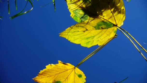 Fallende Herbstblätter Gegen Den Blauen Himmel Zeitlupe Reflexion — Stockvideo