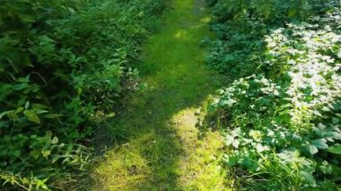 Çimenlerle kaplı ve ısırgan otlarıyla çevrili bir orman yolu (Urtica dioica).