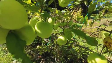 Bahçedeki bir elma ağacının dallarında elmalar.