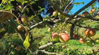 Bahçedeki bir elma ağacının dallarında elmalar.