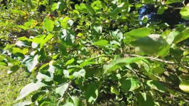 Bahçedeki bir elma ağacının dallarında elmalar.