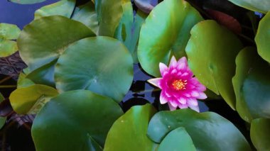 Narin pembe bir nilüfer, geniş yeşil nilüferler arasında zarif bir şekilde çiçek açar..