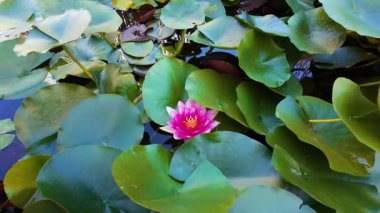 Narin pembe bir nilüfer, geniş yeşil nilüferler arasında zarif bir şekilde çiçek açar..