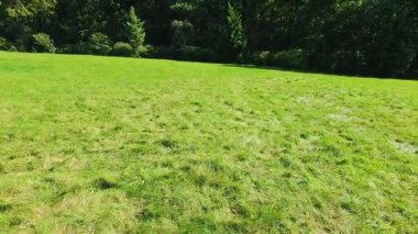 Ağaçların arka planında yeşil çimenler olan alan.