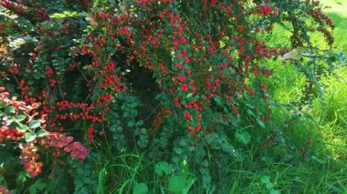 Cotoneaster çalılığının dalları ve kırmızı meyveleri.