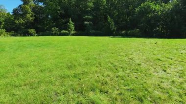 Ağaçların ve mavi gökyüzünün arka planına karşı yeşil çimen tarlası.